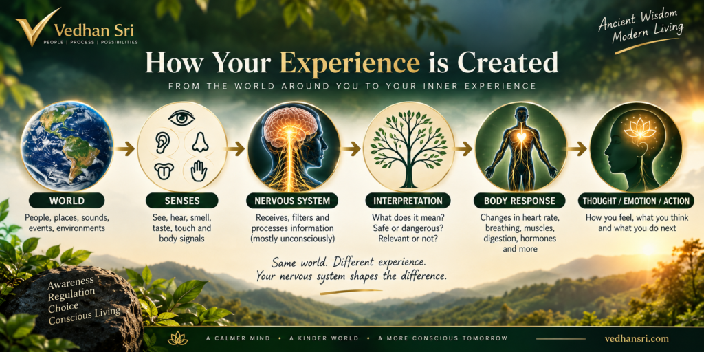 Visual explanation of how sensory information moves from the world through the nervous system, interpretation and body response to thoughts, emotions and actions.